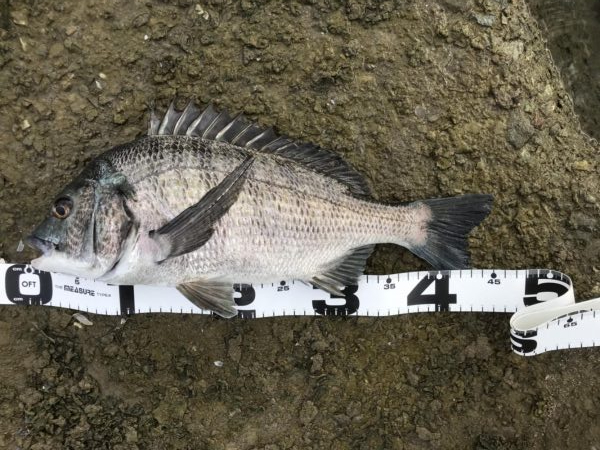 イチノ兄弟、釣果！