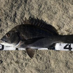 イチノ兄弟、釣果!