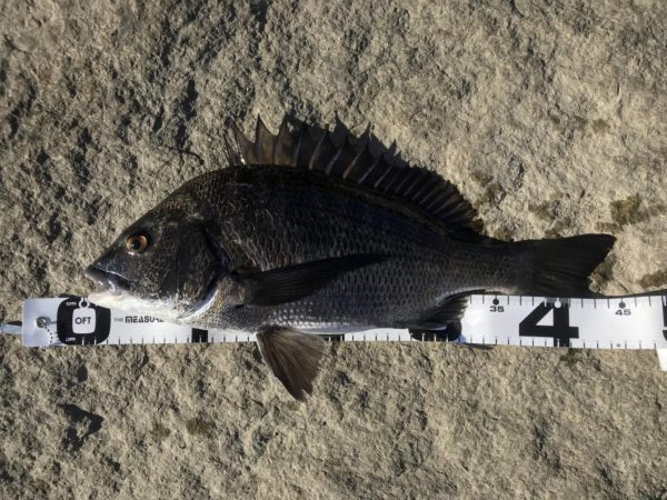 イチノ兄弟、釣果!