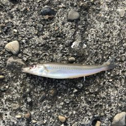 サイズは小さいが