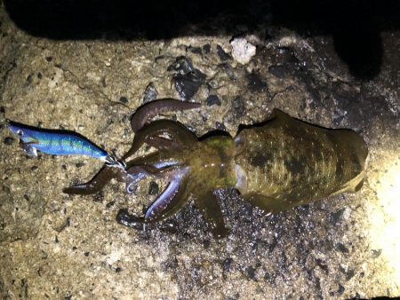 釣果もハリケーン‼︎