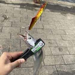 コスモスクエアにて!