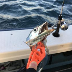 タチウオテンヤ