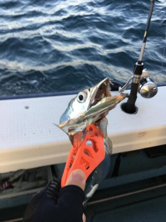 タチウオテンヤ