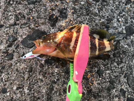 ライトショアジギング エギング