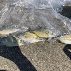 アジはアジでもメッキ