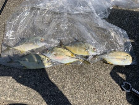 アジはアジでもメッキ