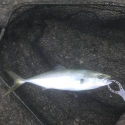 ハマチ・ツバス・サゴシ・タチ