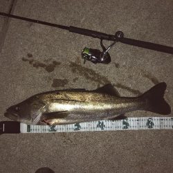 イカのちシーバス