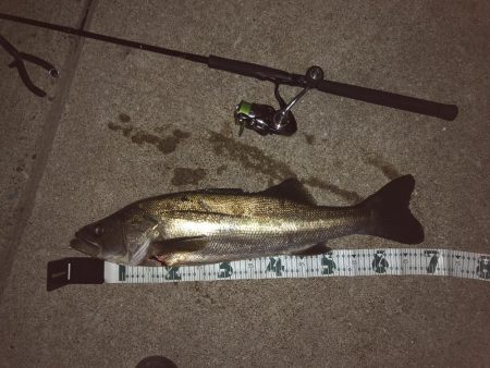 イカのちシーバス