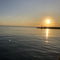 小さなサゴシの回遊アリ