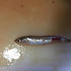 ライトショアジギング