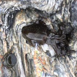 久しぶりのあおりいか