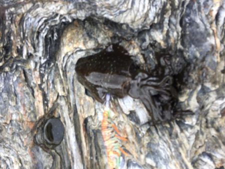 久しぶりのあおりいか