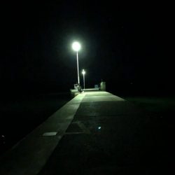 イカ調査今年３回目！