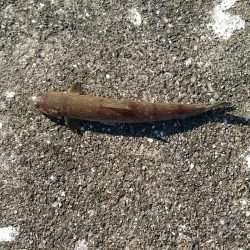 やっぱりツバス