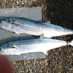 サゴシだけど…