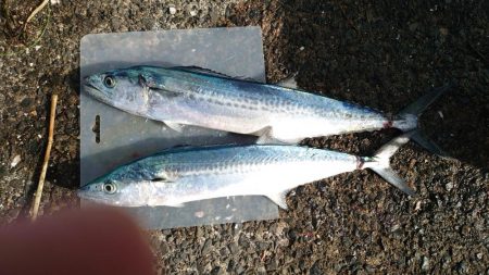 サゴシだけど…