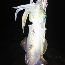 2019年初!宮津でアオリイカ