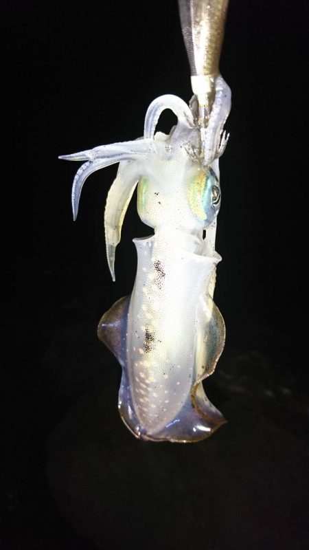 2019年初!宮津でアオリイカ