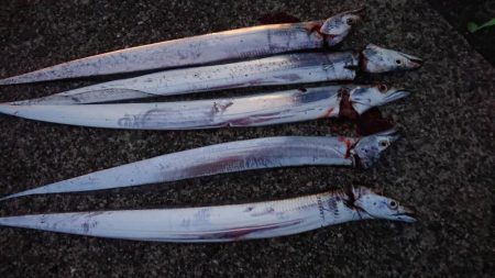 タチウオ求めて