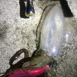 久々ホームのエギング