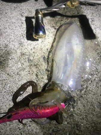 久々ホームのエギング