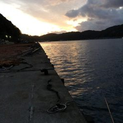 アオリイカ釣行