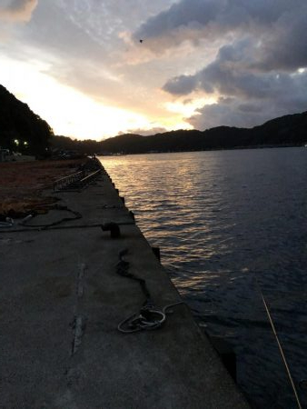 アオリイカ釣行