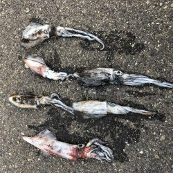 まだまだ小さい