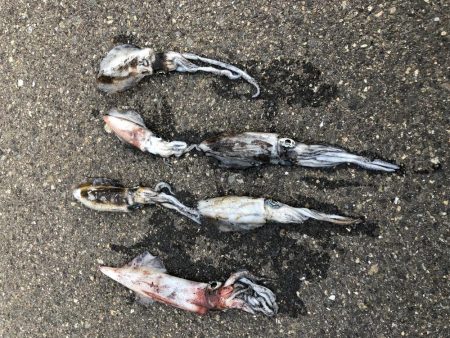 まだまだ小さい