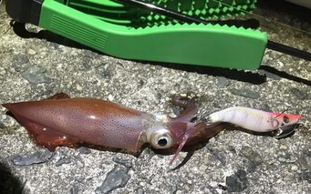 ケンサキしぶ～