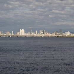 淀川でサヨリ釣り