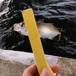 大阪市湾奥まで入ってきたー!