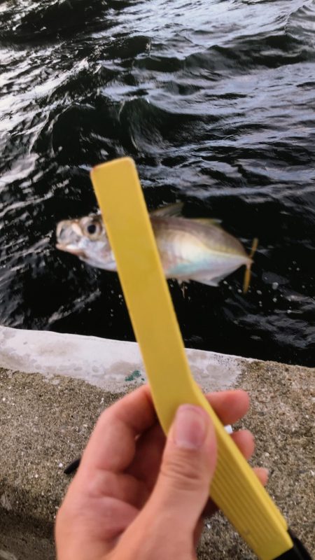 大阪市湾奥まで入ってきたー!