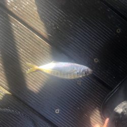 3Mパークでサビキ、餌チョイ投げ