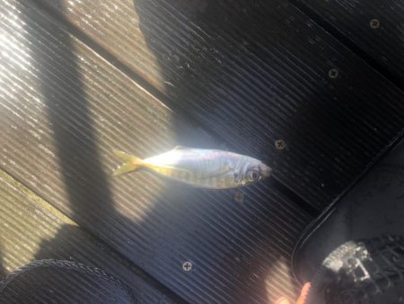 3Mパークでサビキ、餌チョイ投げ