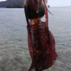 やっと群れ入ってきました