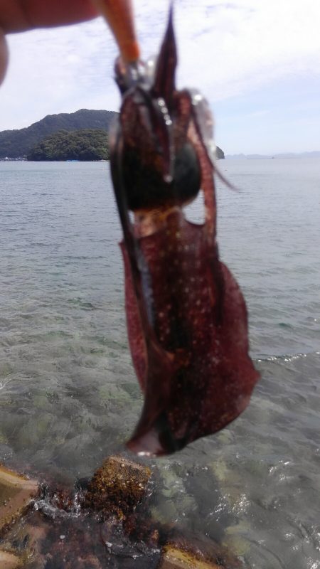 やっと群れ入ってきました