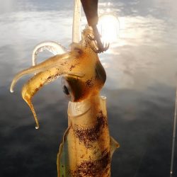 潮動かず、イカは?