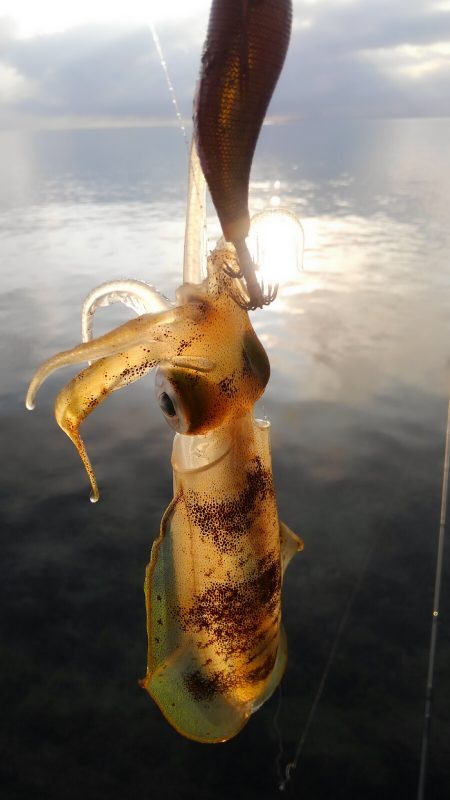 潮動かず、イカは?