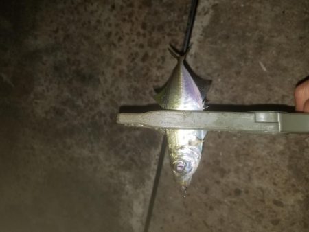 アジング楽し～♪