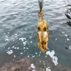 日本海エギング(2019-1)