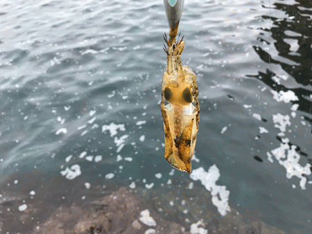 日本海エギング(2019-1)