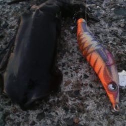 エギ王VS餌木蔵