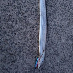 スーパーライトショアジギングで!