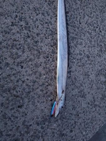 スーパーライトショアジギングで!