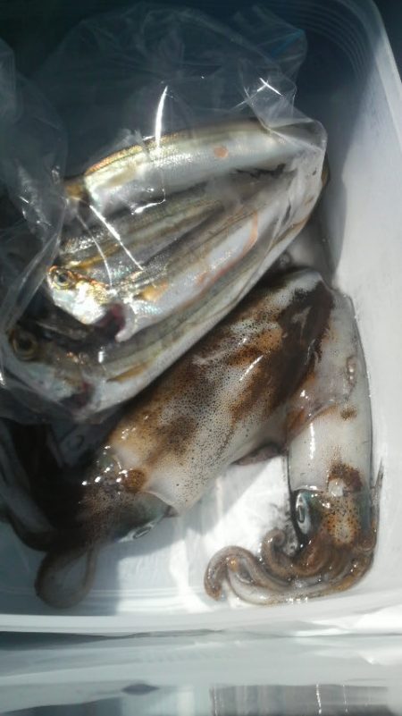 見えイカいっぱいいましたが・・・