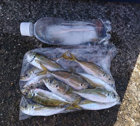 またまたウマズラ