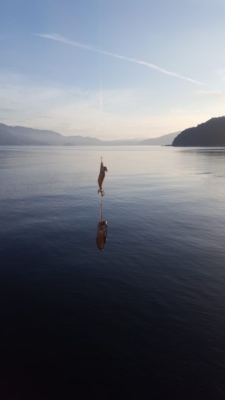 秋イカエギング調査